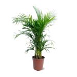 نخلة الأريكا – ارتفاع 130 سم