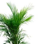 ⁦نخلة الأريكا – ارتفاع 130 سم⁩ - الصورة ⁦2⁩