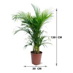 ⁦نخلة الأريكا – ارتفاع 130 سم⁩ - الصورة ⁦3⁩