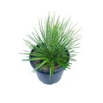 Agave Geminiflora – 60 cm Height - Image 2