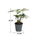 ⁦Alocasia Frydek – 30 cm Height⁩ - الصورة ⁦3⁩