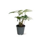 Alocasia Frydek – 30 cm Height
