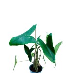 ⁦ألوكاسيا زيبراينا – ارتفاع 75 سم⁩ - الصورة ⁦2⁩