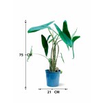 ⁦ألوكاسيا زيبراينا – ارتفاع 75 سم⁩ - الصورة ⁦3⁩