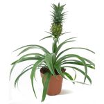 Ananas Tree – 40 cm Height