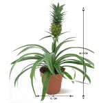 Ananas Tree – 40 cm Height - Image 3
