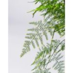 ⁦Asparagus Setaceus – 50 cm Height⁩ - الصورة ⁦2⁩