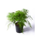 Asparagus Setaceus – 50 cm Height