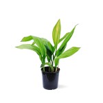 Aspidistra Elatior – 60 cm Height