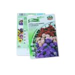 Aster Seeds – Double Flower Mix