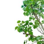 Bambar Tree – 350 cm Height - Image 2