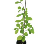 ⁦شجرة بامبار - ارتفاع 120 سم⁩ - الصورة ⁦2⁩