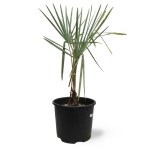 Bismarckia – 120 cm Height