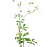 Cassia Glauca – 300 cm Height - Image 2