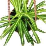 Chlorophytum Comosum Hanging – 30 cm Height - Image 2