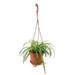 Chlorophytum Comosum Hanging – 30 cm Height