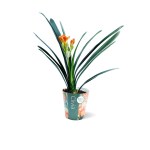 كليفيا مينياتا – ارتفاع 50 سم