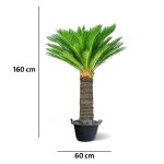 Cycas – 160 cm Height - Image 4
