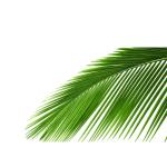 Cycas – 160 cm Height - Image 2