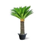 Cycas – 160 cm Height