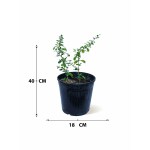 Carmona – 40 cm Height - Image 3