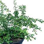 Carmona – 50 cm Height - Image 2