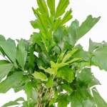 Caryota Mitis – 120 cm Height - Image 2