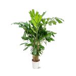 Caryota Mitis – 120 cm Height