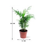 Chamaedorea Elegans – 45 cm Height - Image 3