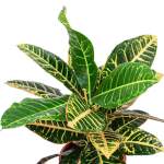 Codiaeum Petra Branched – 55 cm Height - Image 2