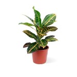 Codiaeum Petra Branched – 55 cm Height