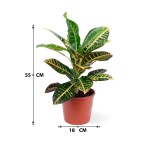 Codiaeum Petra Branched – 55 cm Height - Image 3