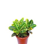 Codiaeum Petra Branched – 60 cm Height - Image 2