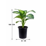Dieffenbachia Tropic Snow – 100 cm Height - Image 3