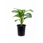Dieffenbachia Tropic Snow – 100 cm Height
