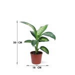 Dieffenbachia Tropic Snow – 50 cm Height - Image 3