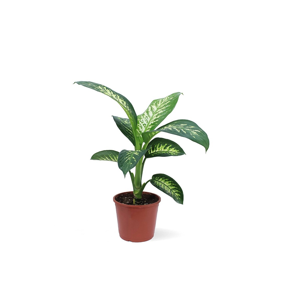 DIEFFENBACHIATROPICSNOW50cm2 Dieffenbachia Tropic Snow – 50 cm Height - Image 1