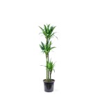 Dracaena Janet – 90 cm Height
