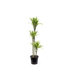 Dracaena Lemon Lime – 90 cm Height