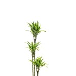 ⁦دراسينا ليمون لايم – ارتفاع 90 سم⁩ - الصورة ⁦2⁩