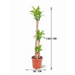 ⁦Dracaena Massangeana Fragrans – 120 cm Height⁩ - الصورة ⁦3⁩