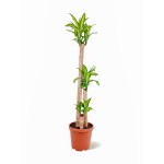 Dracaena Massangeana Fragrans – 120 cm Height
