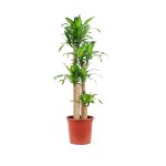 Dracaena Massangeana (Fragrans) – 120 cm Height