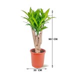 ⁦Dracaena Massangeana Fragrans – 90 cm Height⁩ - الصورة ⁦3⁩