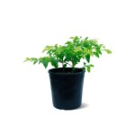 دورانتا – ارتفاع 40 سم