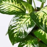 ⁦دفنباخيا – ارتفاع 60 سم⁩ - الصورة ⁦2⁩