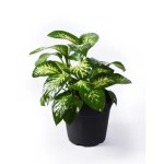 Dieffenbachia – 60 cm Height