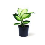 Dieffenbachia Camilla – 40 cm Height