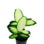 Dieffenbachia Camilla – 40 cm Height - Image 2