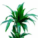 ⁦Dracaena Janet – 110 cm Height⁩ - الصورة ⁦2⁩